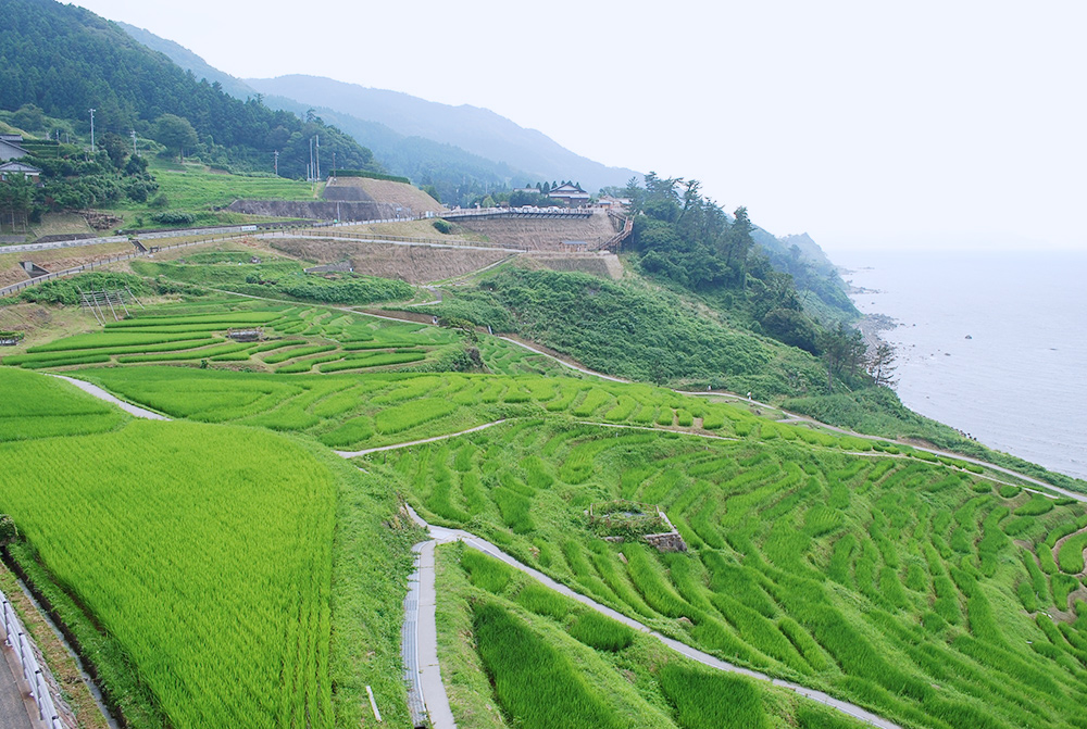 白米千枚田