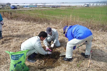 河北潟植樹、除草作業