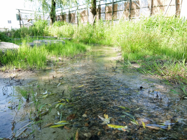 会社から歩いて5分、ほたるが住む水辺のご紹介。