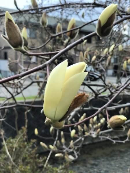 春近し！