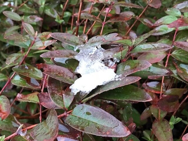 初春の淡雪
