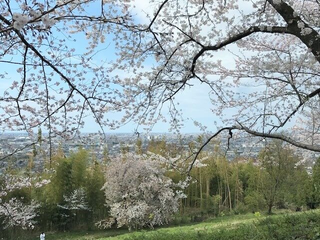 金沢は桜が満開です！