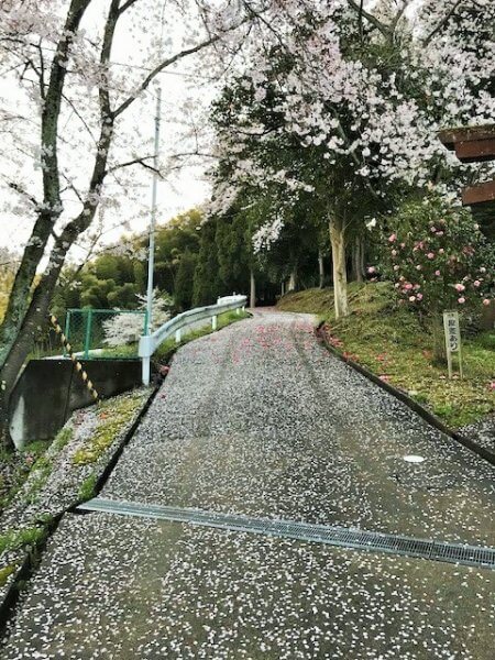 桜の道