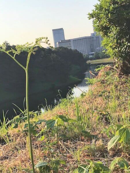 皇居に山菜！