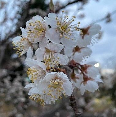 桜咲く！