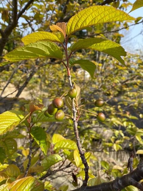 サクランボ🍒