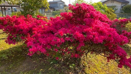 今朝の散歩